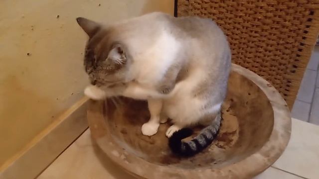 Benito dentro da gamela 😺😻 смотреть онлайн