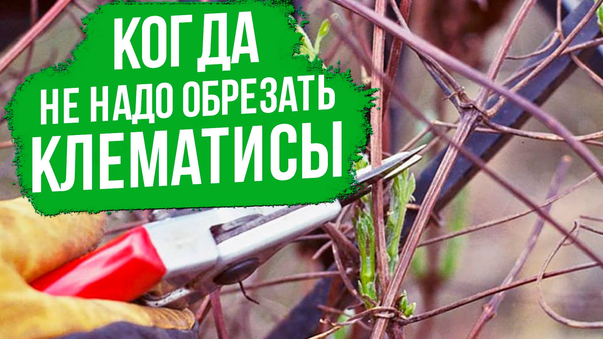 Как правильно обрезать клематисы. Готовим клематисы к зиме.