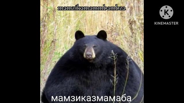 все виды бабынбубынбубс смотреть онлайн