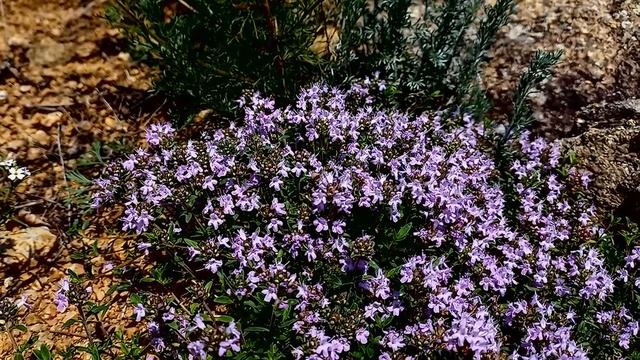 Лесной этюд смотреть онлайн