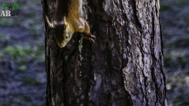 Red Squirrels (Formby) смотреть онлайн