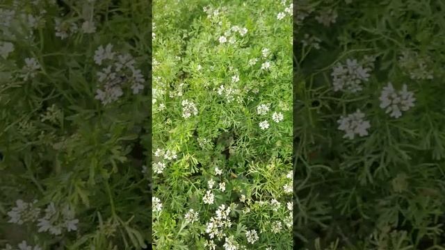 Dhaniya ki kheti 71 din ka #farming 2021 смотреть онлайн