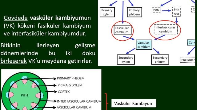 Botanik-Dokular-MERİSTEMLER-1 смотреть онлайн