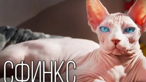 Сфинкс: инопланетная кошка| Интересные факты
