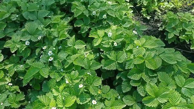 ВЫРАЩИВАНИЕ ЗЕМЛЯНИКИ смотреть онлайн