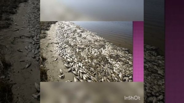 Экология нашей планеты