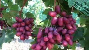 Виноград Богема