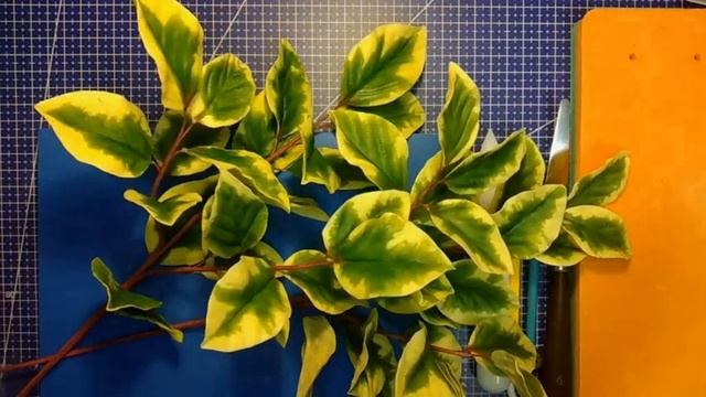 Гілочка бересклету. Бересклет з цукру. Квіти ручної роботи смотреть онлайн
