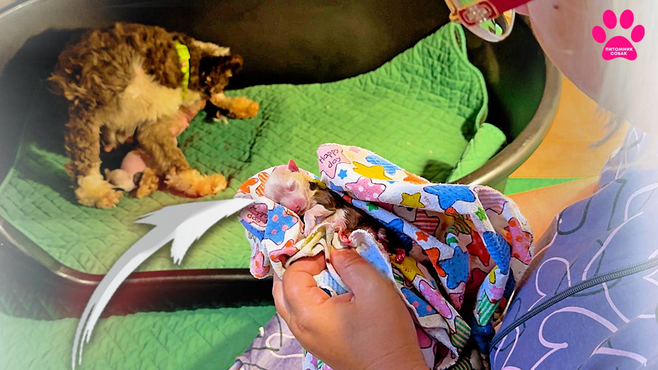 Они начали рождаться! Мы ждали этого почти 10лет! Сколько щенков? Какие они будут? Как все пройдет? смотреть онлайн