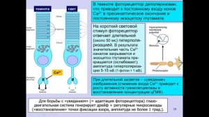 Дубынин В. А. - Физиология сенсорных и двигательных систем - 2. Зрение и глаз