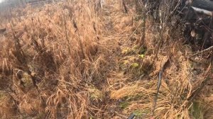 охота в тайге с Лайками Часть 2