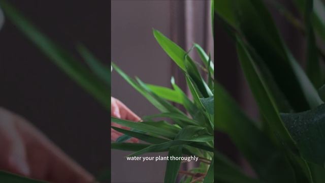 Houseplant Health Diagnostics Keeping Your Indoor Greenery Thriving смотреть онлайн