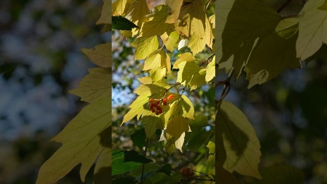 Калина обыкновенная