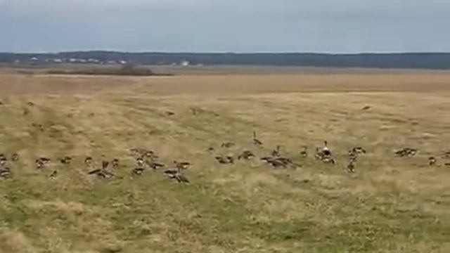 №4 Гуси на поле смотреть онлайн