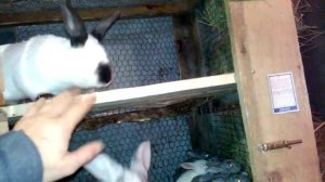 С каких кроликов начать содержание для начинающих