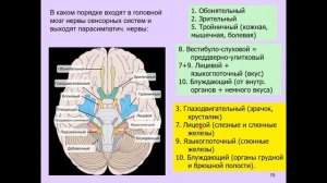 Дубынин В. А. - Физиология сенсорных и двигательных систем - 10. Произвольные движения