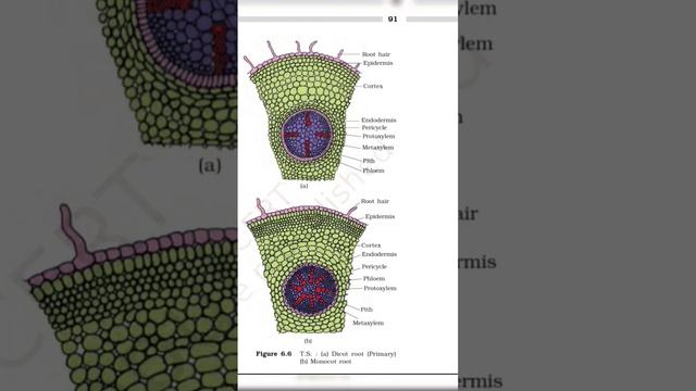 Biology 11th chp- 6 Anatomy of Flowering plants Imp diagrams #mbbs смотреть онлайн