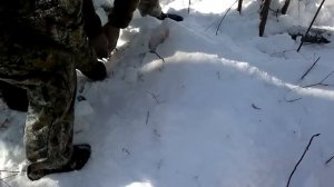 Охота на Изюбря