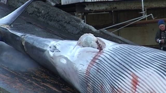 Whaling In Iceland - Part 1(5) - High Quality Version (HQ), Commercial Hunting Of Whale