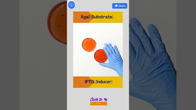 Blue White Screening| Gene Cloning and Screening Approach| Xgal and IPTG: Dr Jyoti Bala смотреть онлайн