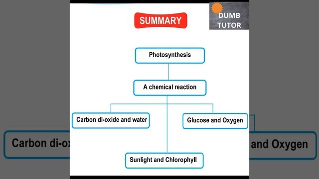 PHOTOSYNTHESIS AND RESPIRATION IN PLANTS | 6th Grade Class смотреть онлайн
