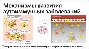 Иммунологическая толерантность и аутоиммунные заболевания