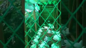 БРОЙЛЕРЫ.Содержание  цыплят  на глубокой подстилке с бактериями