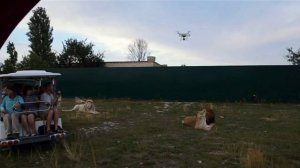 Львы ревнуют ,Филя прячется !