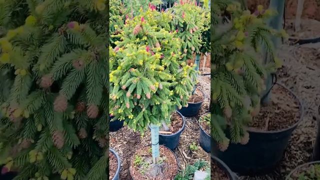 Ель Пуш на штамбе 🍓❤️🌲) условия приобретения, в комментариях 🍓🍓🍓 смотреть онлайн