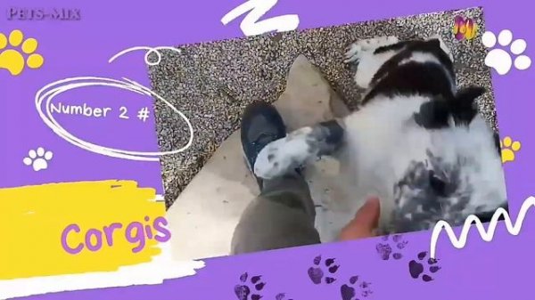 5 Dog Breeds That Can Have a Merle Coat