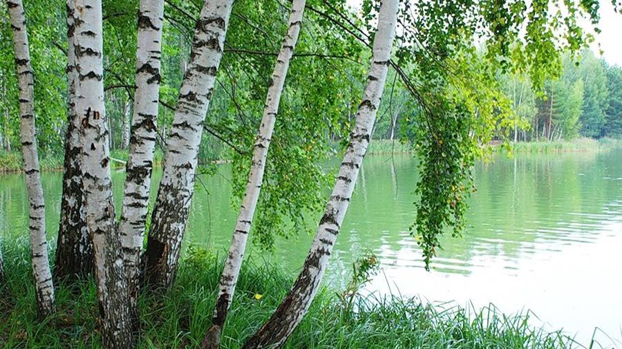 Мне берёзка дарила серёжки . Поёт Валентина Дробышева смотреть онлайн