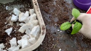 😱Перелив. Сохнет лист. Что делать при переливе гортензии. Спасаем гортензию.🚑#гортензия #цветы