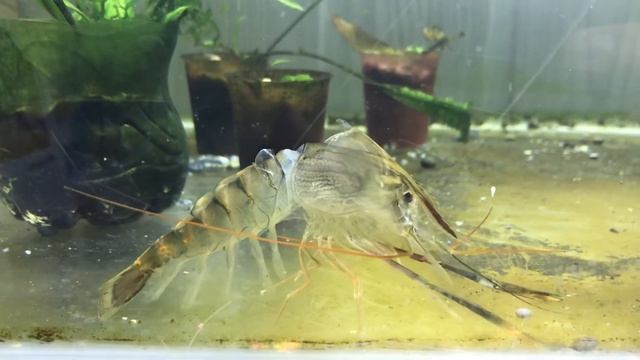 КРЕВЕТКА МАКРОБРАХИУМ РОЗЕНБЕРГА (Macrobrachium Rosenbergii) смотреть онлайн