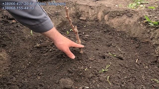Посадка однорічного саджанця винограда весною (детально) 2024 смотреть онлайн