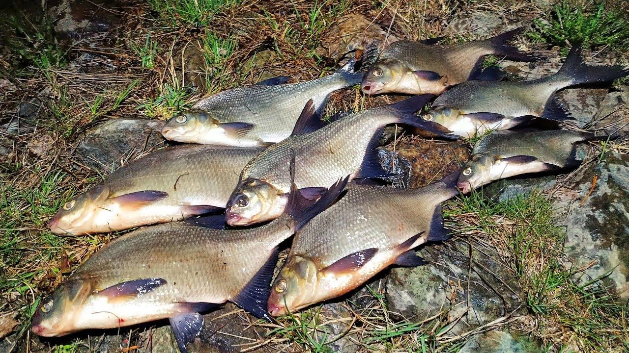ЛОВЛЯ ЛЕЩА ВЕСНОЙ!!! Рыбалка на фидер. Поклевки леща смотреть онлайн