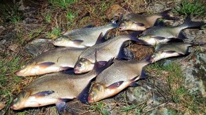 ЛОВЛЯ ЛЕЩА ВЕСНОЙ!!! Рыбалка на фидер. Поклевки леща