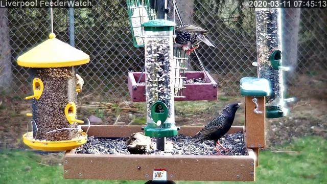 Liverpool FeederWatch Live Stream смотреть онлайн