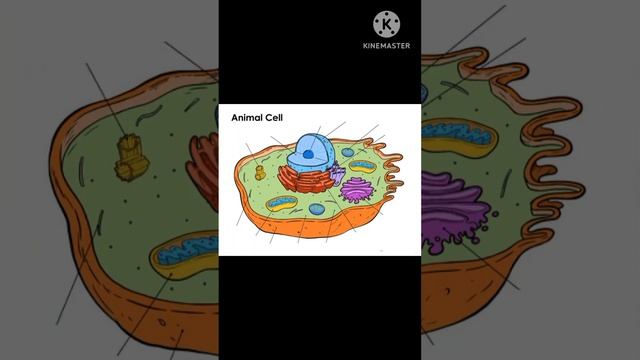 plant and animal cells смотреть онлайн