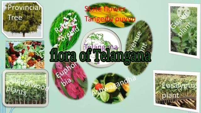 Art Integrated Activity#Collage#flora & fauna of Telangana смотреть онлайн