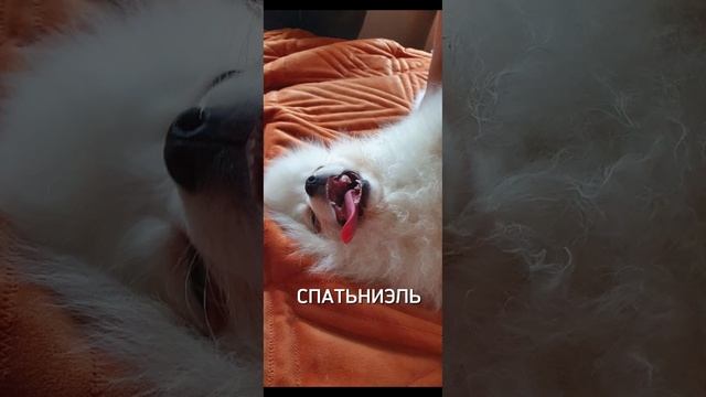 Породы собак на выходных