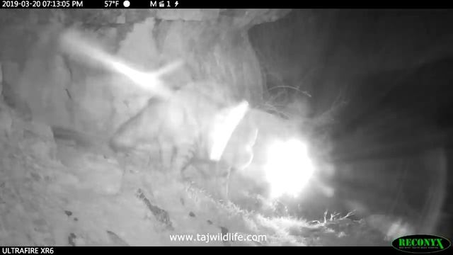 Гиена в Таджикистане / Hyena in Tajikistan смотреть онлайн