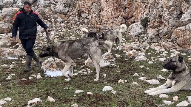 DAĞLAR’DA UNUTULAN MUHTEŞEM KANGAL KÖPEKLERİ ~ BU KADAR İYİSİ ZOR BULUNUR !!! смотреть онлайн