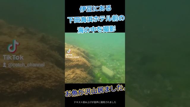 #海中撮影　#伊豆下田　#熱帯魚 смотреть онлайн