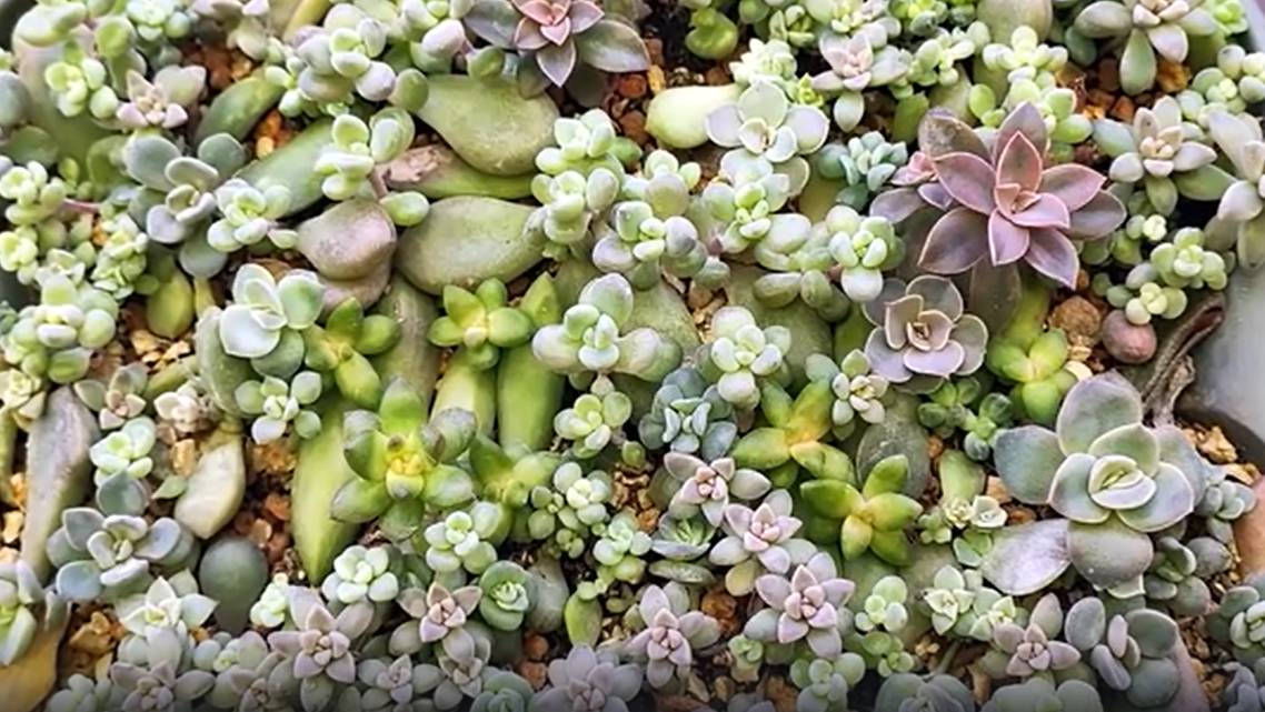 Суккуленты, выросшие из листочков смотреть онлайн