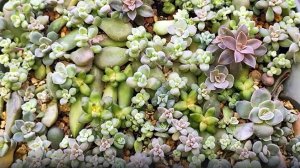 Суккуленты, выросшие из листочков