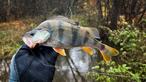 ОТКУДА В ЭТОМ РУЧЬЕ СТОЛЬКО РЫБЫ ??? / РЫБАЛКА на СПИННИНГ в СТИЛЕ МИКРОДЖИГ и МОРМЫШИНГ