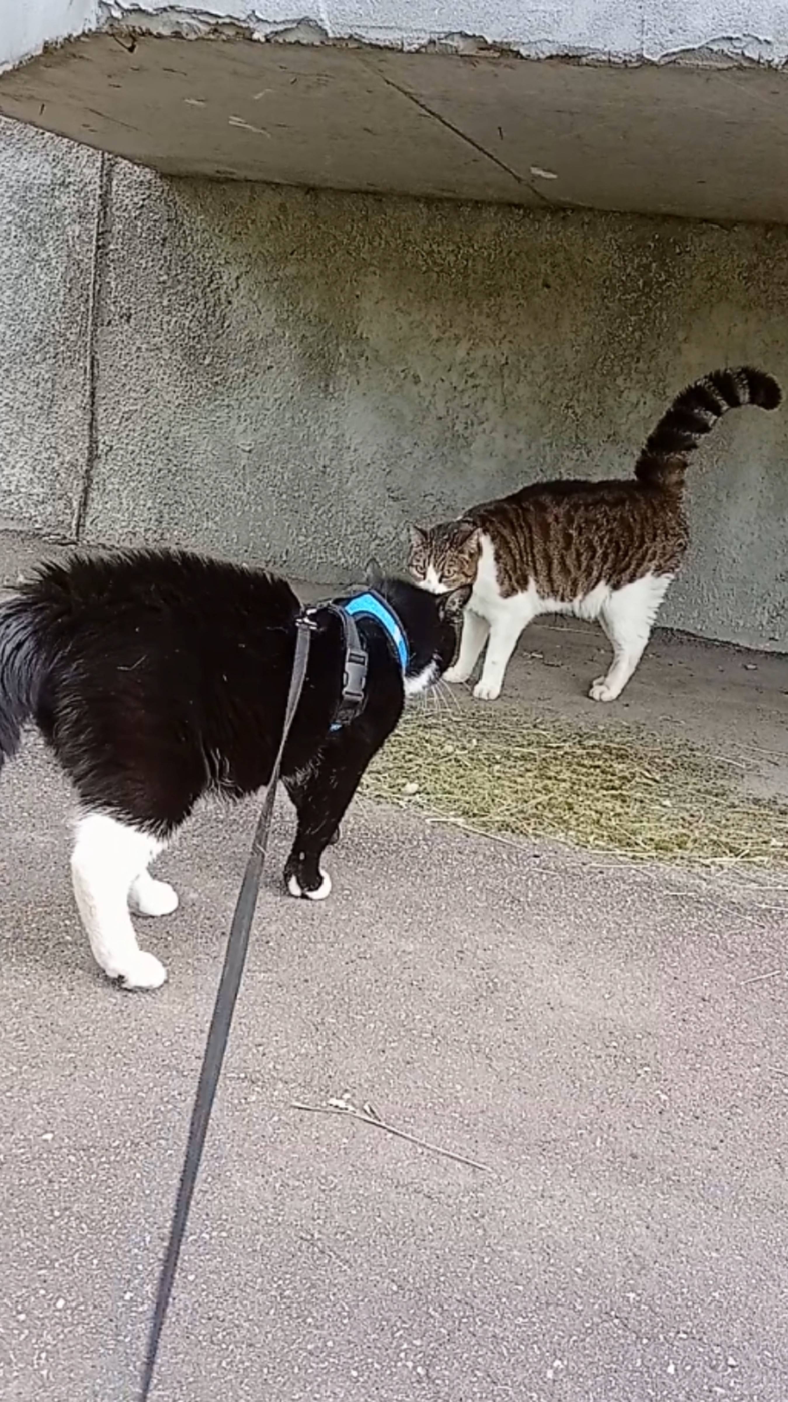 Милый домашний котик на прогулке встретил уличного кота. смотреть онлайн