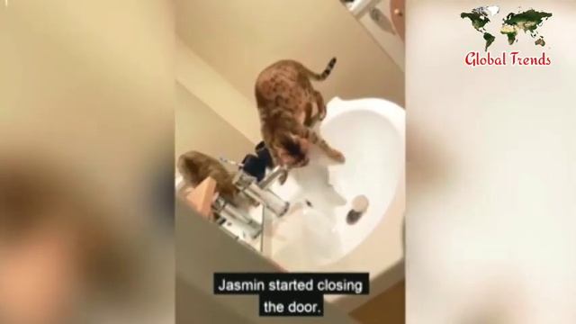 Cat Floods Entire House After Learning How To Switch On Tap смотреть онлайн