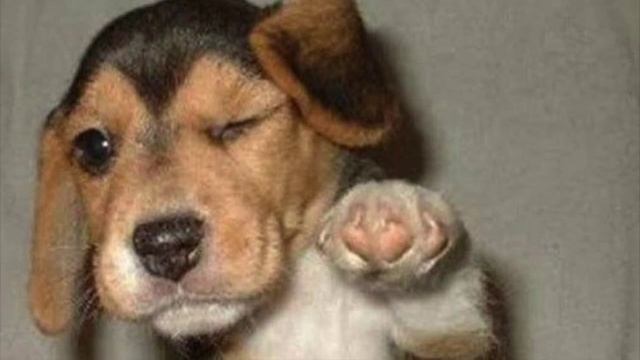 Homeostasis song смотреть онлайн