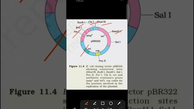 #class #12th NEET#Cloning vector pBR322#biology смотреть онлайн